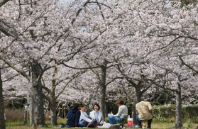 ソメイヨシノが咲き誇る園内＝稲美町草谷、さくらの森公園