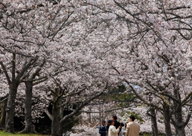 ソメイヨシノが咲き誇る園内＝稲美町草谷、さくらの森公園 