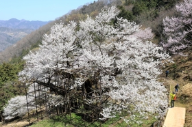 樹齢千年とも言われる「樽見の大桜」＝２９日午前、養父市大屋町樽見