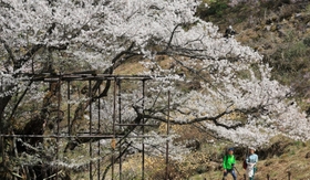 満開を迎えた「樽見の大桜」＝２９日午後、養父市大屋町樽見