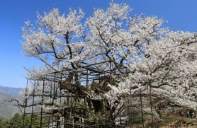 記録的早さで満開を迎えた「樽見の大桜」。樹齢千年とも言われる古木が、懸命の治療によって年々、元気を取り戻している＝２９日午前、養父市大屋町樽見