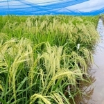 温暖化に強い米の候補となる稲が並ぶ田んぼ＝新潟市内（山崎将紀教授提供）