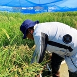 温暖化に強い米の候補となる稲が並ぶ田んぼ＝新潟市内（山崎将紀教授提供）