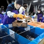 選別した松葉ガニを水槽に入れる選別人の女性＝柴山港