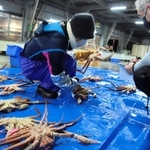大きなカニや傷のあるカニは、ブルーシートに並べて仲買人に見せる＝柴山港