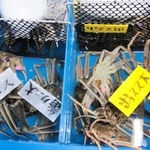 「番ガニ大」「小スス」「出スス大」「出ススボタ小」と札が並ぶ＝柴山港