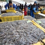次々と水揚げされるイカナゴのシンコ＝４日午前、姫路市白浜町、妻鹿漁港