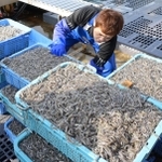 水揚げされたイカナゴのシンコ（稚魚）＝４日午前、神戸市垂水区平磯３、垂水漁港