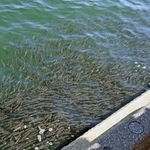 ボラとみられる魚の大群＝５日午後、神戸市中央区波止場町