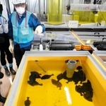 処理水を混ぜた海水で飼育されているヒラメなど＝福島県（代表撮影）