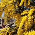 青空に向かって黄金色の房状の花を咲かせるミモザ＝神戸市中央区港島南町７、神戸どうぶつ王国