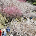 紅白の梅で春色に染まった綾部山梅林＝１４日午前、たつの市御津町黒崎