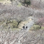 斜面が真っ白に染まった綾部山梅林＝１４日午前、たつの市御津町黒崎