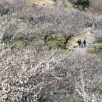 斜面が真っ白に染まった綾部山梅林＝１４日午前、たつの市御津町黒崎