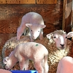 親ヒツジの背中の上に乗るなどして小屋の中を元気よく歩き回る子ヒツジ＝神戸市灘区六甲山町、市立六甲山牧場