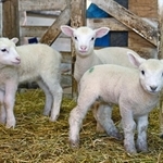 元気よく小屋の中を動き回る子ヒツジたち＝神戸市灘区六甲山町、市立六甲山牧場