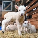 母親と一緒の小屋ですくすくと育つ子ヒツジ＝神戸市灘区六甲山町、市立六甲山牧場