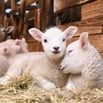 母親と一緒の小屋ですくすくと育つ子ヒツジ＝神戸市灘区六甲山町、六甲山牧場