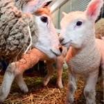 親ヒツジに常に寄り添って暮らす子ヒツジ＝神戸市灘区六甲山町、市立六甲山牧場