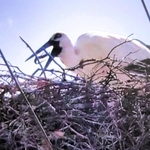 記録ビデオの映像で食べ戻しを確認したコウノトリ（淡路市提供）