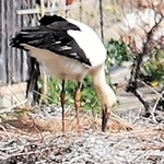 ３年連続でふ化させたコウノトリ。ひなの姿は見えていない＝１６日午前、淡路市内