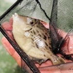カワハギの稚魚＝神戸市垂水区本多聞４