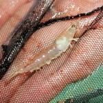 バナメイエビの稚魚＝神戸市垂水区本多聞４