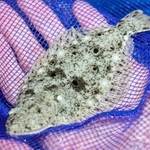 ヒラメの稚魚＝神戸市垂水区本多聞４