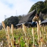 春の陽気に誘われて伸びたツクシ＝神戸市北区山田町藍那