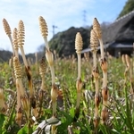 春の陽気に誘われて伸びたツクシ＝神戸市北区山田町藍那