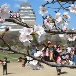 姫路城三の丸広場周辺で咲き始めたソメイヨシノ＝２２日午後、姫路市本町（撮影・辰巳直之）