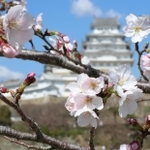 姫路城三の丸広場周辺で咲き始めたソメイヨシノ＝２２日午後、姫路市本町（撮影・辰巳直之）