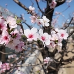 薄桃色の花が美しいアーモンド＝２２日午後、神戸市東灘区魚崎浜町