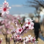 薄桃色の花が美しいアーモンド＝２２日午後、神戸市東灘区魚崎浜町