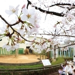 開花した王子動物園のサクラ＝２４日午前、神戸市灘区王子町３（撮影・鈴木雅之）