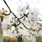 開花した王子動物園のサクラ＝２４日午前、神戸市灘区王子町３（撮影・鈴木雅之）