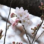 今春から新たに神戸のサクラ開花の基準となった標本木のソメイヨシノ。数輪の開花が確認された＝２４日午前、神戸市灘区王子町３、王子動物園（撮影・鈴木雅之）