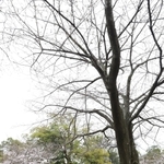 今春から新たに神戸のサクラの開花や満開の基準となった標本木のソメイヨシノ。神戸地方気象台の職員が開花を確認した＝２４日午前、神戸市灘区王子町３、王子動物園（撮影・鈴木雅之）