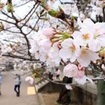 開花宣言を迎えた王子動物園の桜＝２４日午前、神戸市灘区王子町３（撮影・鈴木雅之）