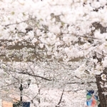 満開に近づくソメイヨシノ。たくさんの人が散歩や写真撮影を楽しんでいた＝２５日午後、宝塚市栄町１（撮影・吉田敦史）
