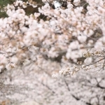 満開に近づくソメイヨシノ。たくさんの人が散歩や写真撮影を楽しんでいた＝２５日午後、宝塚市栄町１（撮影・吉田敦史）