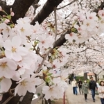 満開に近づくソメイヨシノ。家族連れらが歩きながら花見を楽しんでいた＝２５日午後、宝塚市栄町１（撮影・吉田敦史）