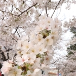 満開に近づくソメイヨシノ。家族連れらが歩きながら花見を楽しんでいた＝２５日午後、宝塚市栄町１（撮影・吉田敦史）