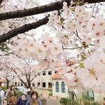 枝いっぱいに花を咲かせたソメイヨシノ。多くの人でにぎわった＝２５日午後、宝塚市栄町１
