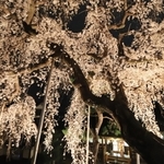 地元の人たちが集まった夜桜観賞会。しの笛奏者が美しい音色を響かせた＝兵庫県川西市赤松