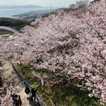 明石海峡大橋を背景に咲き誇るソメイヨシノ＝２７日、神戸市須磨区一ノ谷町５、須磨浦山上遊園