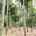 春の生命力の息吹を感じさせる太市地区の竹林＝姫路市西脇