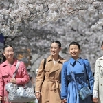 晴れやかな表情で桜のトンネルをくぐる合格者ら＝２９日午前、宝塚市栄町１（撮影・吉田敦史）