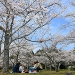 青空の下、桜をめでる来園者から笑みがこぼれる＝兵庫県稲美町草谷、さくらの森公園