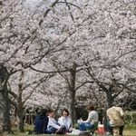 ソメイヨシノが咲き誇る園内＝稲美町草谷、さくらの森公園